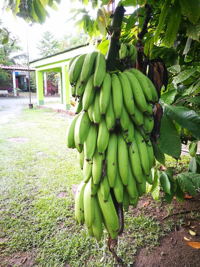 Cabinas Rhode Island Ostello Cahuita Esterno foto